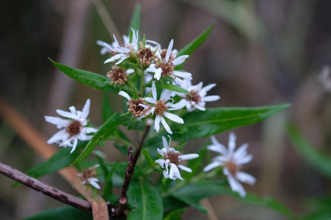 xt2 knoxville trip 487