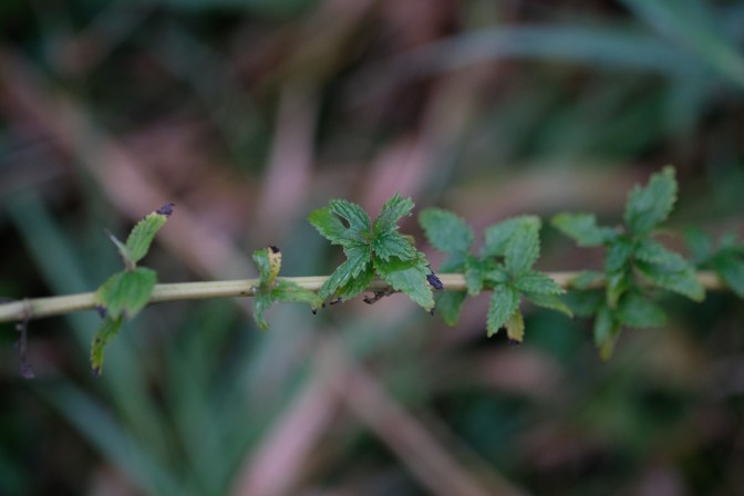 xt2 knoxville trip 491