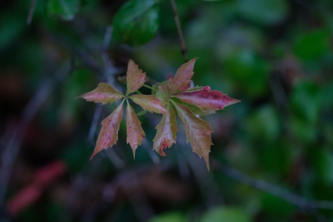 xt2 knoxville trip 495